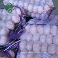 Different size normal white fresh garlic